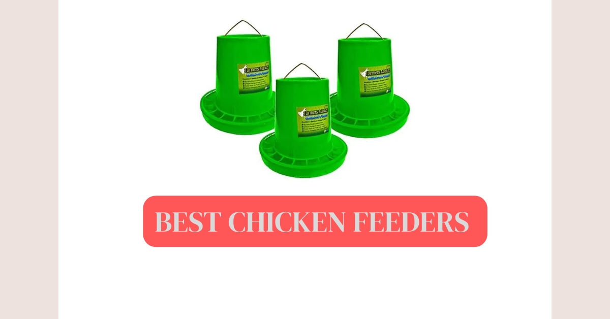 best chicken feeders